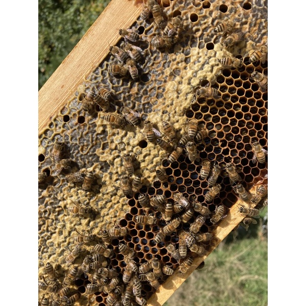 Cire d'abeille d'opercule – Image 2