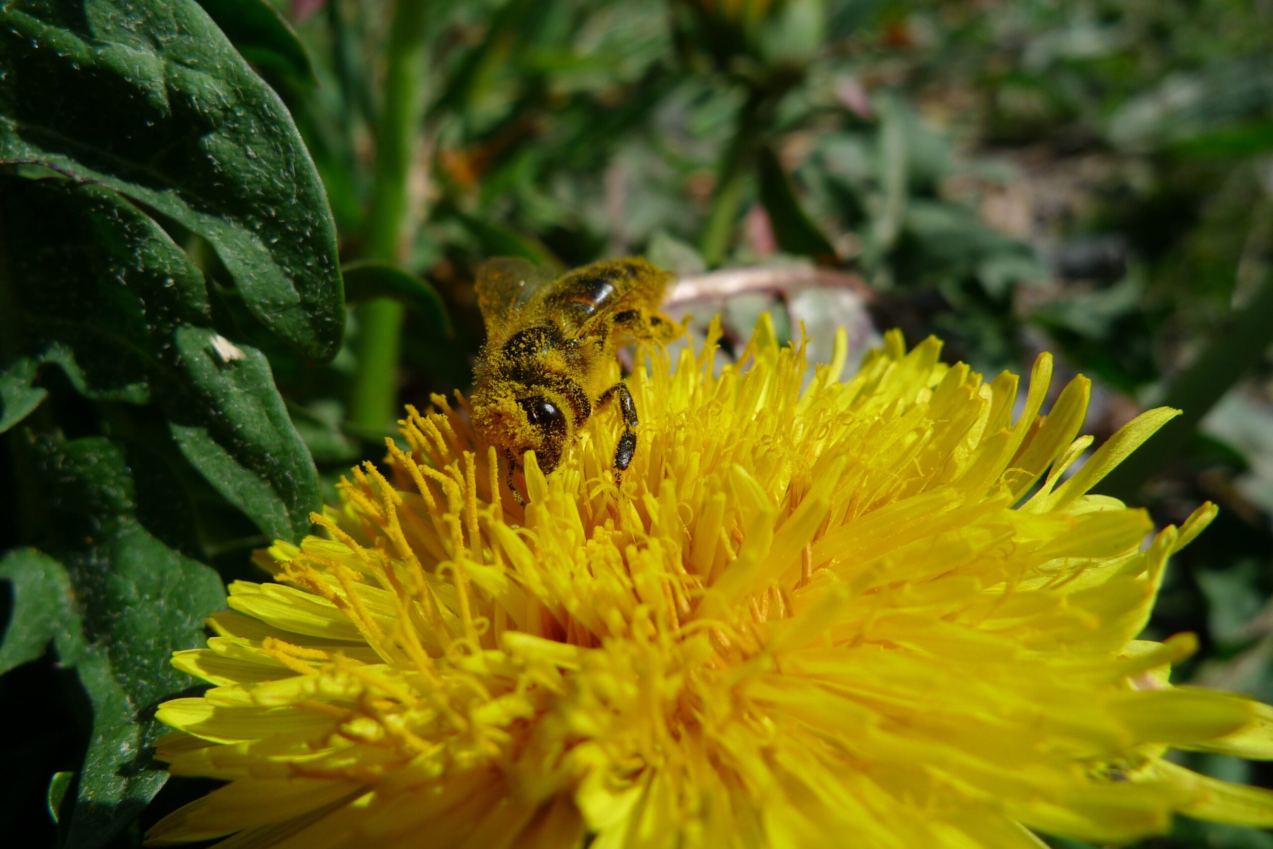 Abeille sur Pissenlit paysage